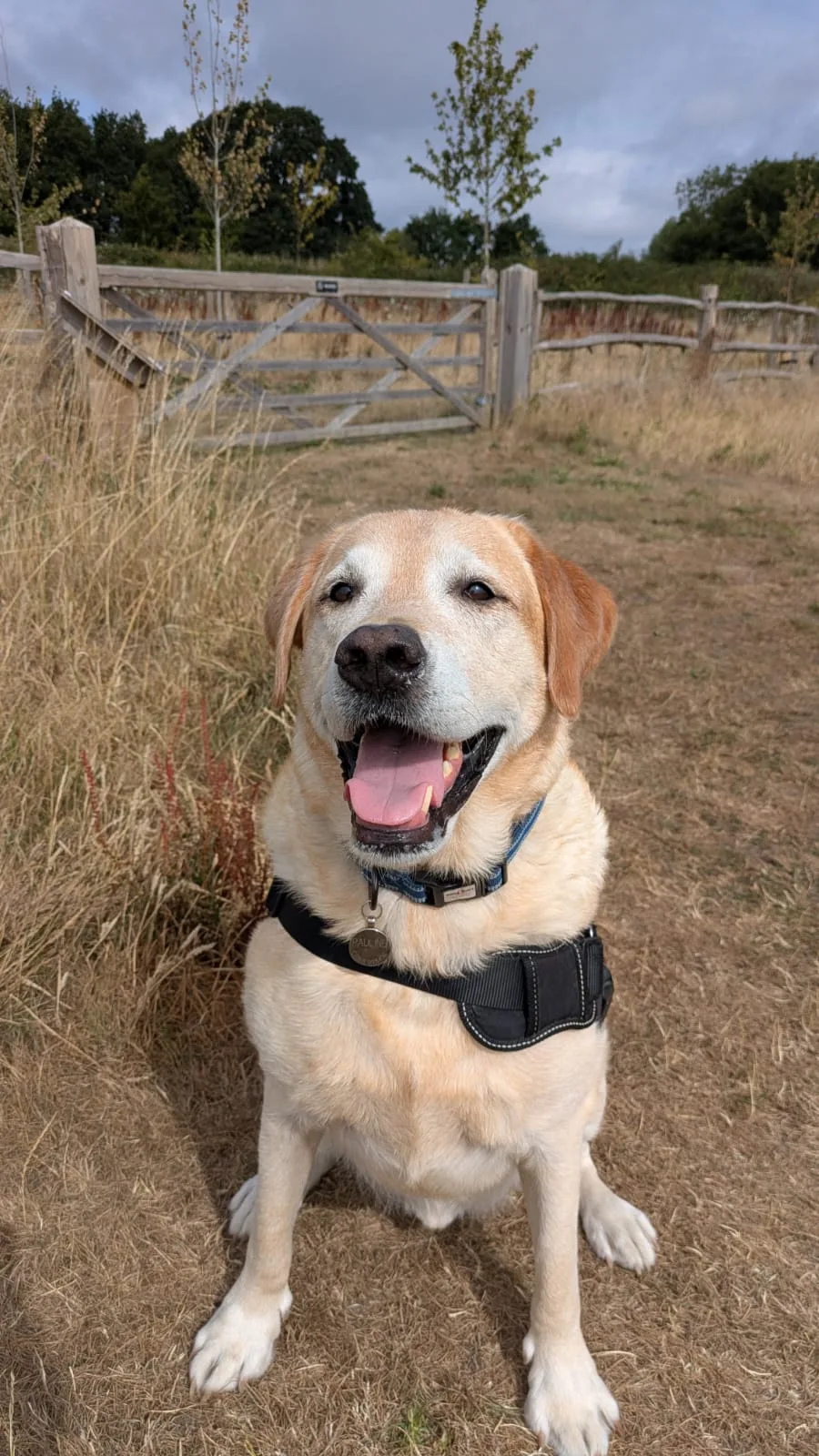 4 Muddy Paws - Hampshire pet otel