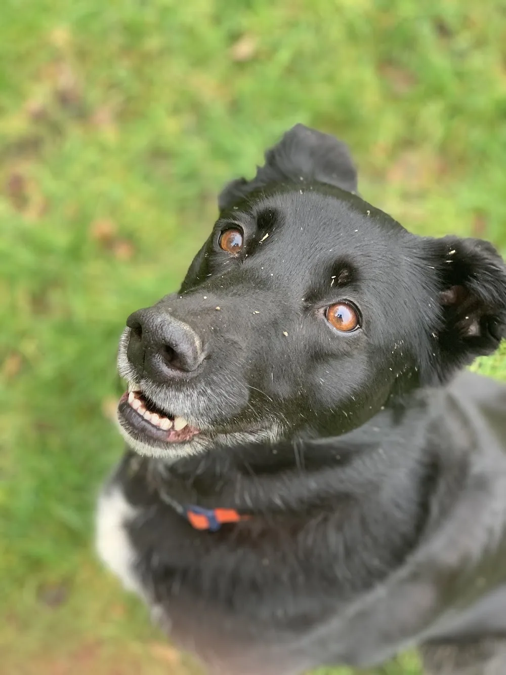 Chilworth Kennels and Cattery - Hampshire pet otel