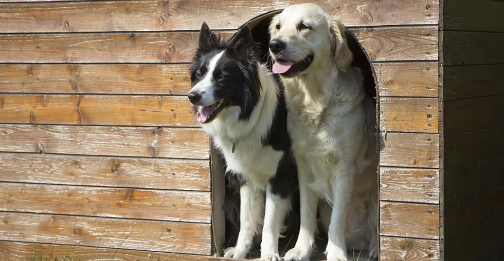 Clearway Boarding Kennels - Hampshire pet otel