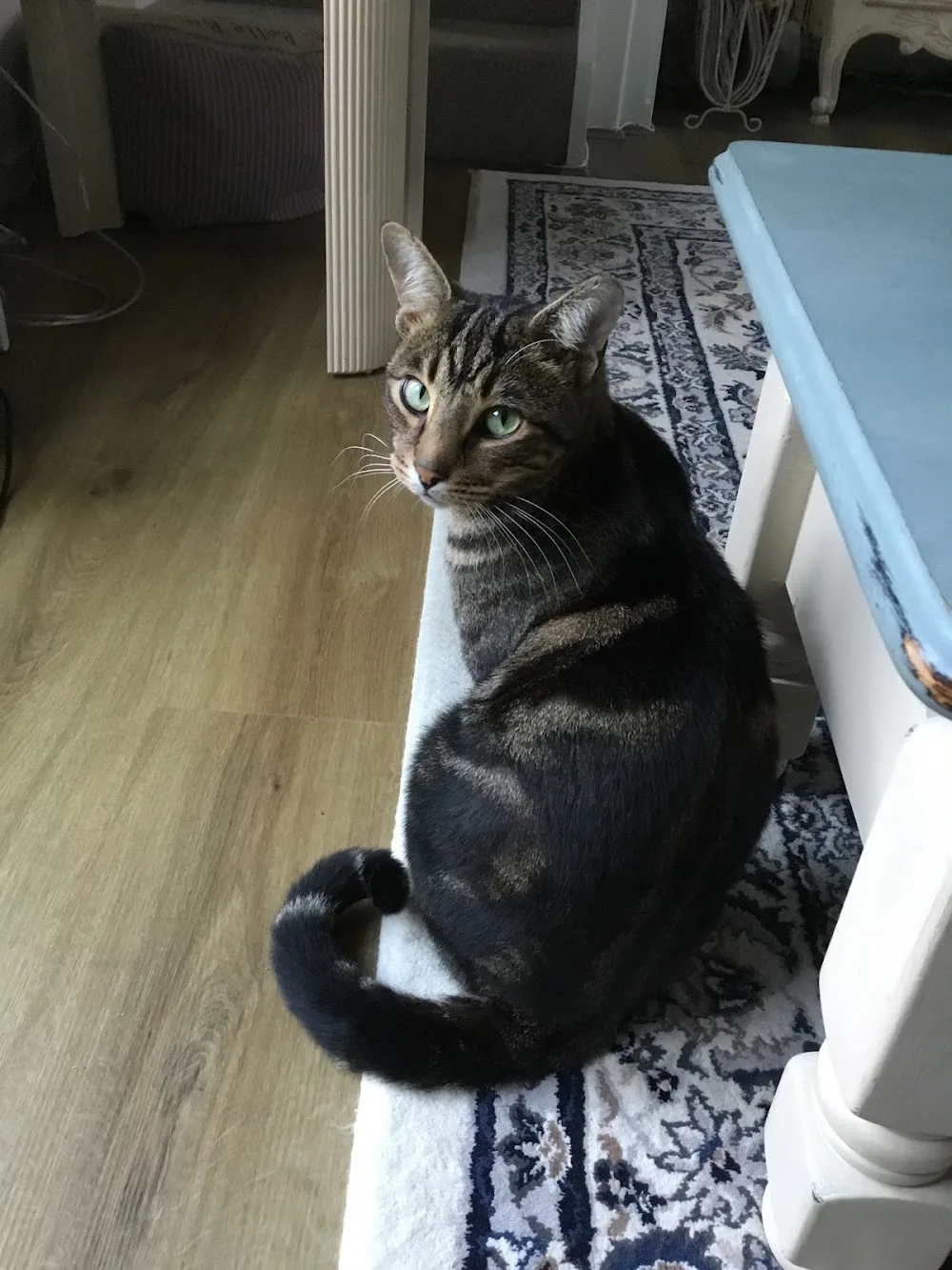 Country Cats Cattery - Hampshire pet otel