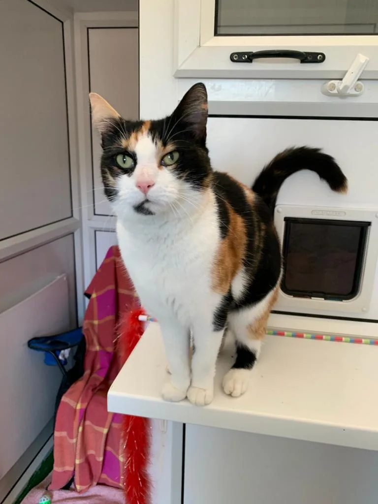 Denmead Cattery - Hampshire pet otel görseli 2