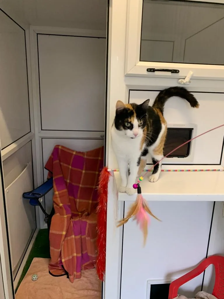 Denmead Cattery - Hampshire pet otel görseli 3