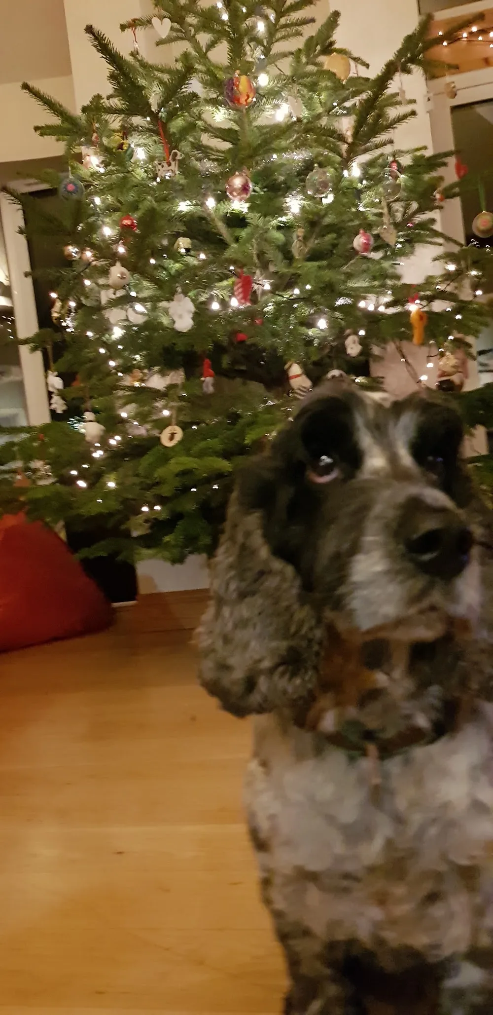 Difford Kennels & Cattery - Hampshire pet otel