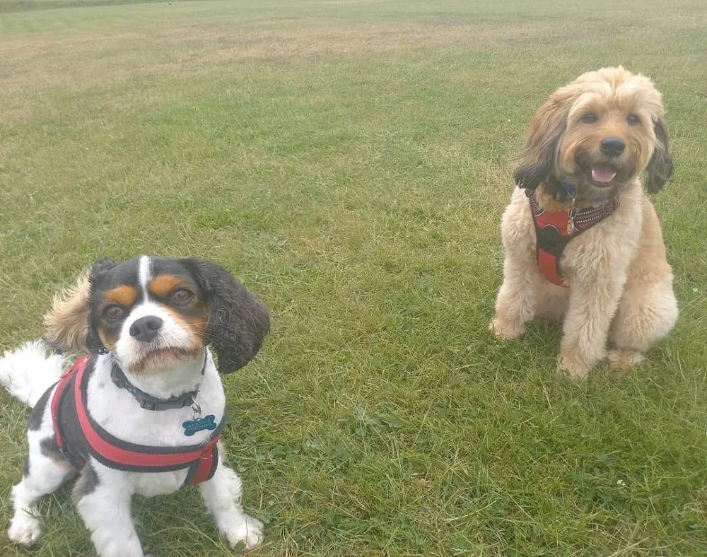 Doggie Holiday Homes Cherque Farm - Hampshire pet otel görseli 3