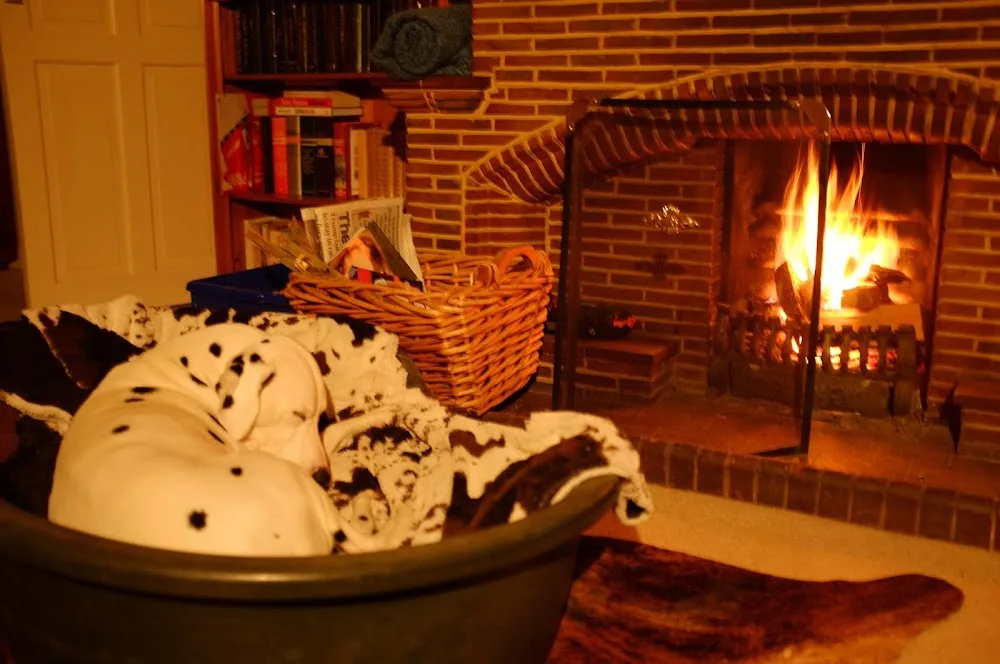 Doggie Holiday Homes - Hampshire pet otel