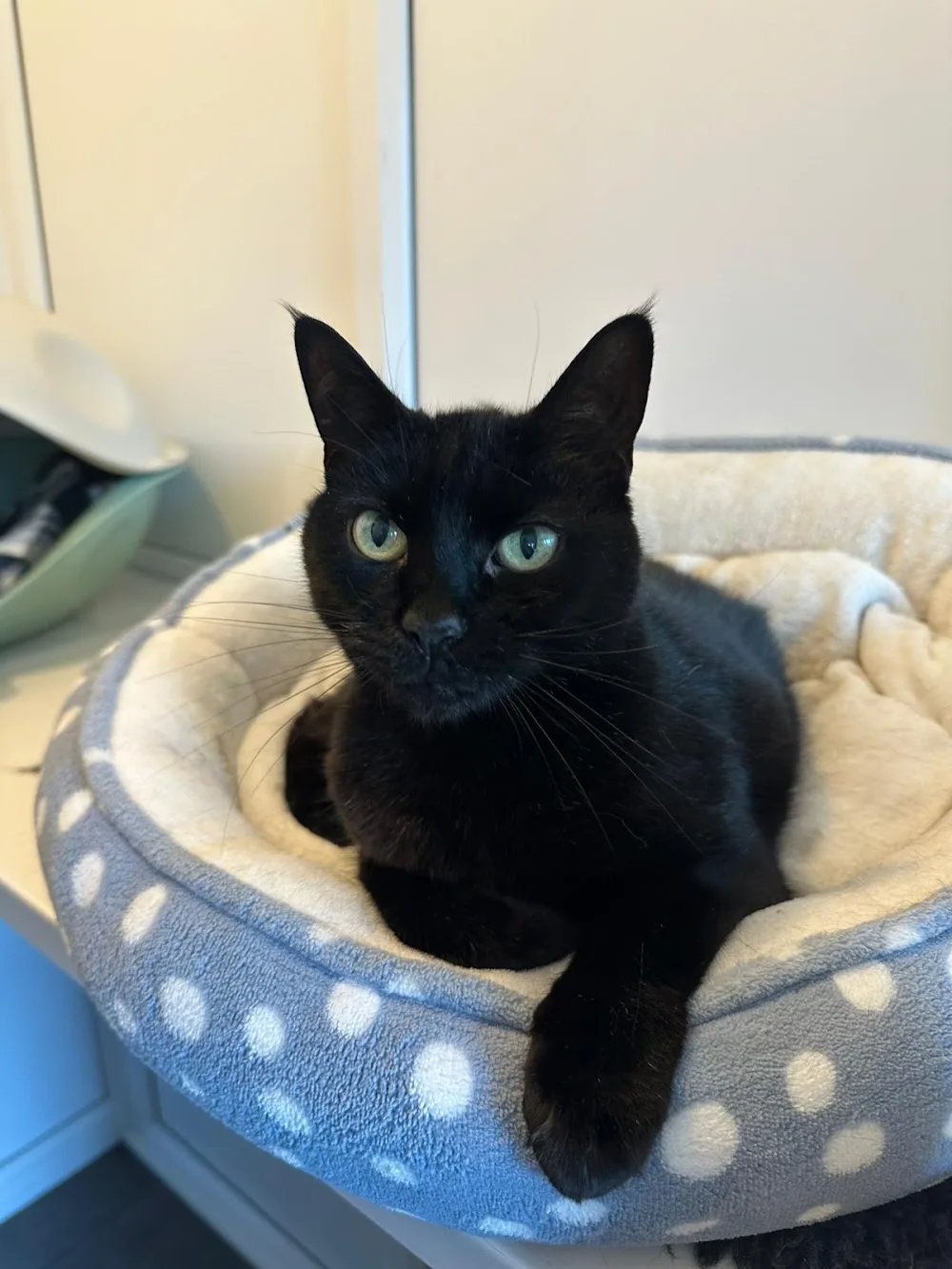 Feline Fine Luxury Cat Hotel - Hampshire pet otel görseli 2