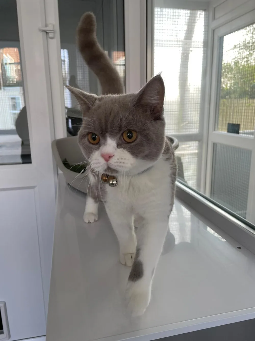 Feline Fine Luxury Cat Hotel - Hampshire pet otel görseli 3