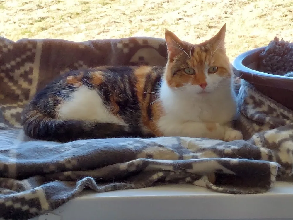 Furballs Cattery - Hampshire pet otel görseli 3