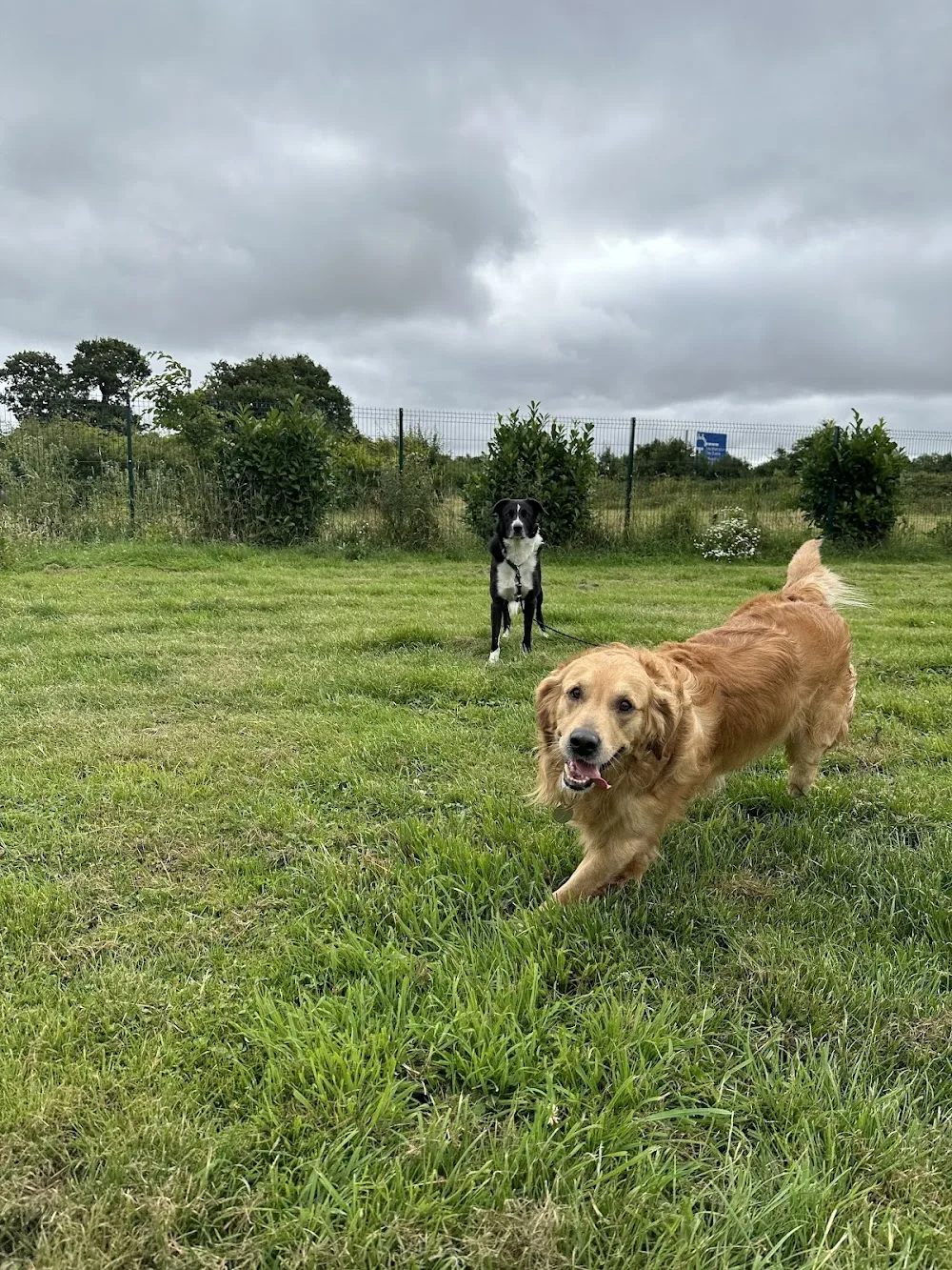 Hampshire Dog Boarding - Hampshire pet otel görseli 3