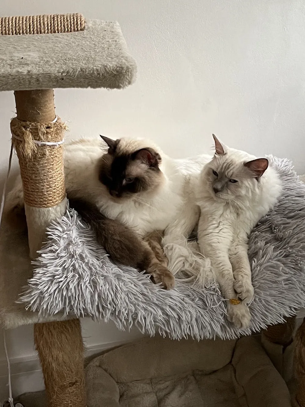 Hotel Pitpat Cattery - Hampshire pet otel görseli 3