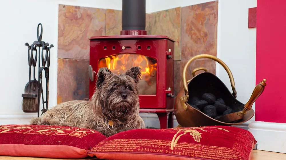 Just-Like-Home Dog Boarding & Daycare - Hampshire pet otel görseli 2