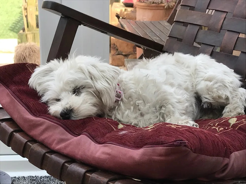 Just-Like-Home Dog Boarding & Daycare - Hampshire pet otel görseli 3