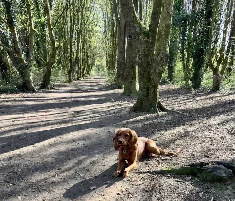 Little Luna Retreat Dog Boarding & Day Care for small - medium size dogs. - Hampshire pet otel görseli 2