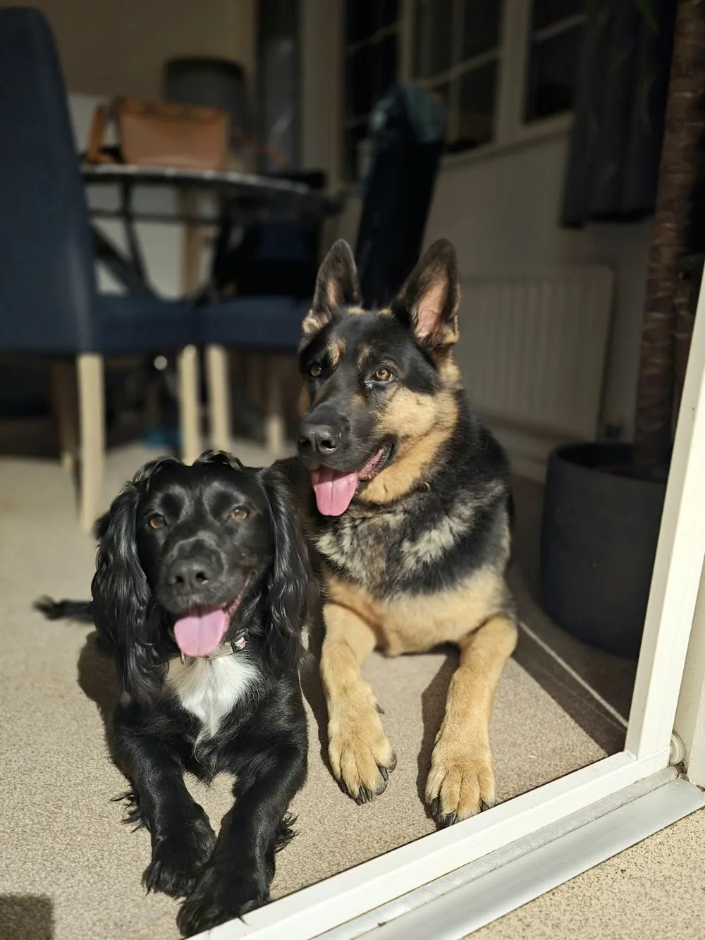 Lone Valley Kennels - Hampshire pet otel