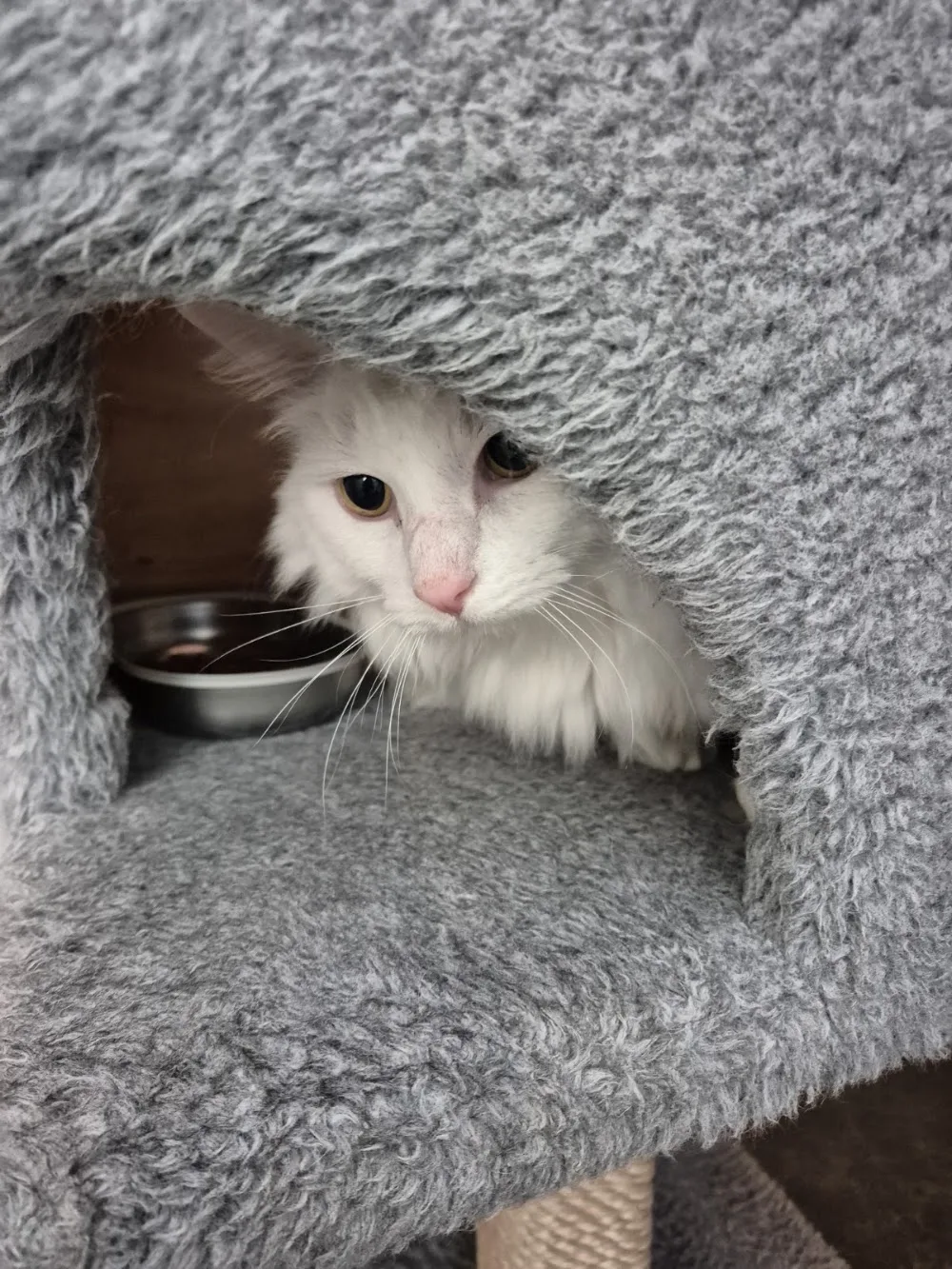Longcroft Luxury Cat Hotel Bursledon / Hampshire - Hampshire pet otel görseli 3