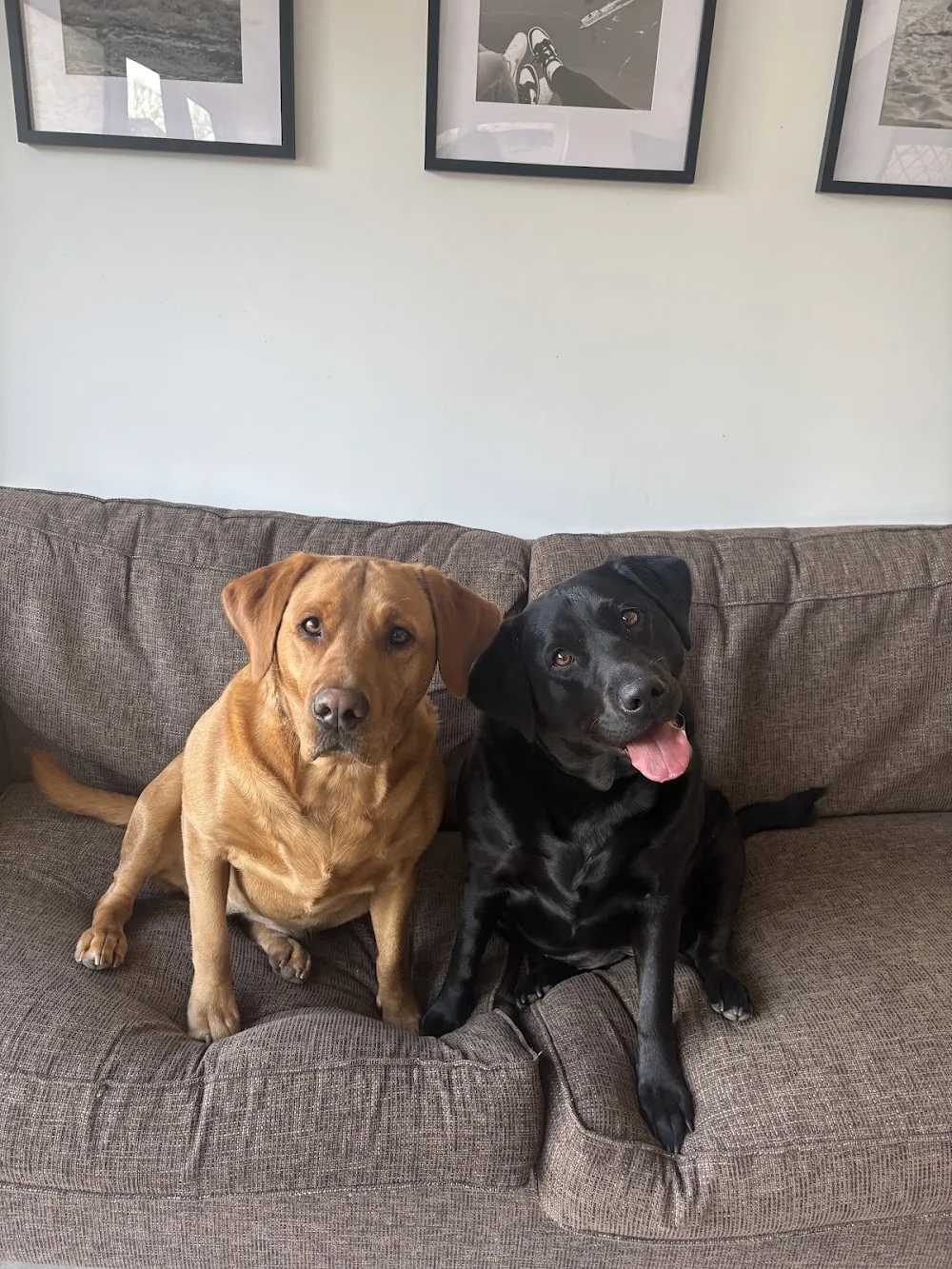Lulu’s Doggy Day Care & Boarding - Hampshire pet otel görseli 3