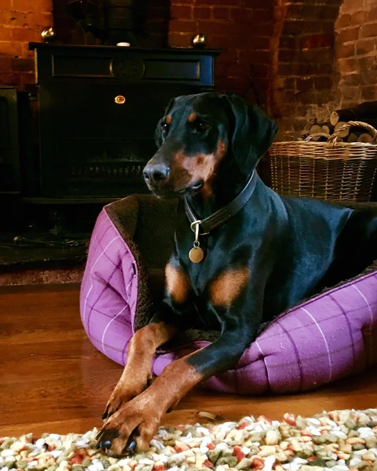 New Forest Dog Hotel - Hampshire pet otel görseli 3