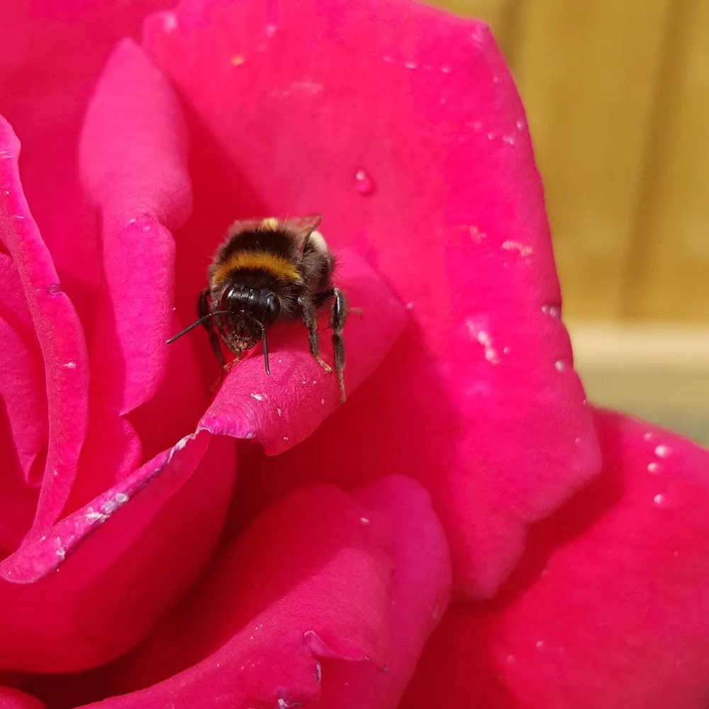 New Forest Dog Hotel - Hampshire pet otel görseli 4