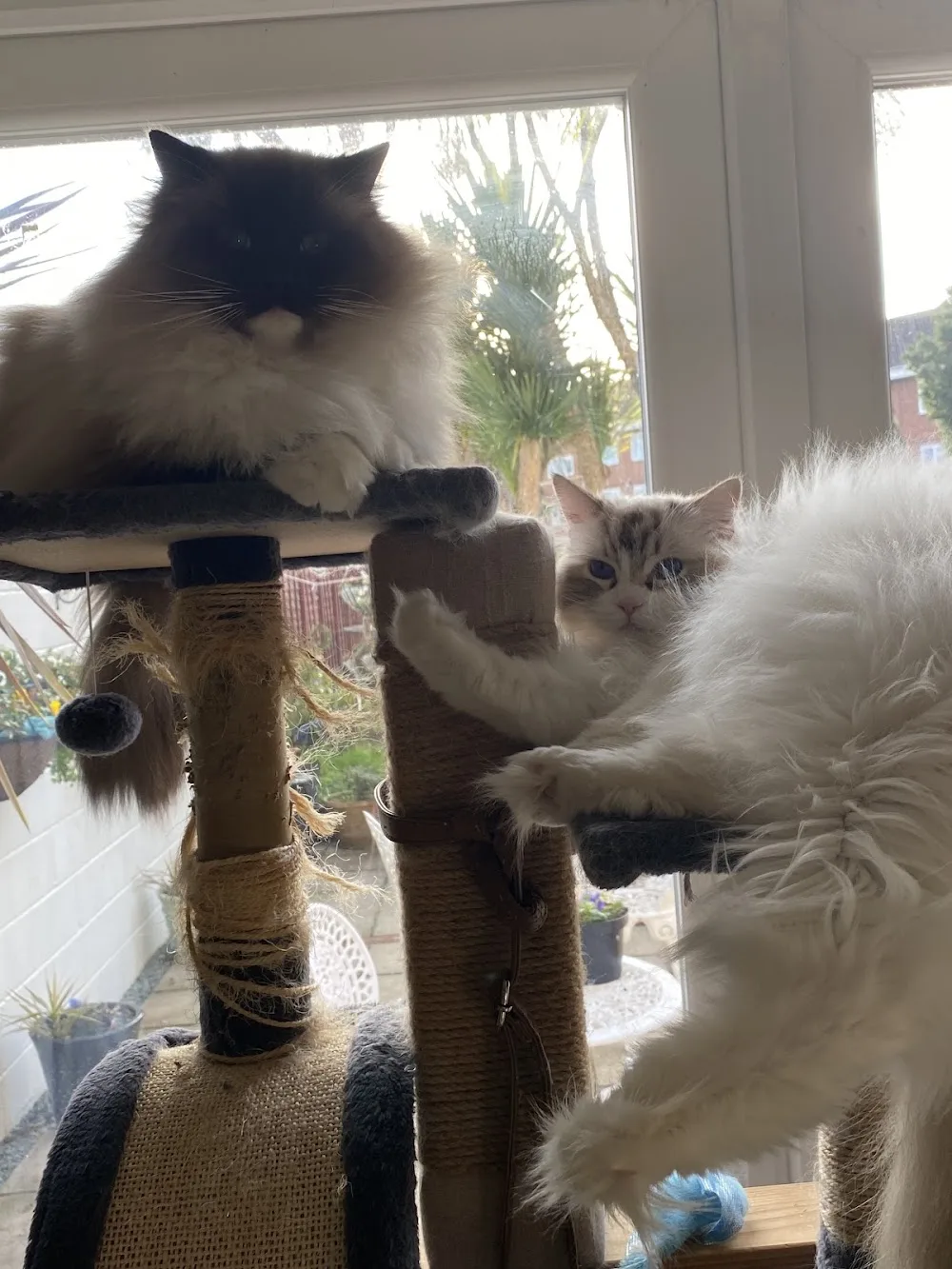 Oaktree Cattery - Hampshire pet otel görseli 3