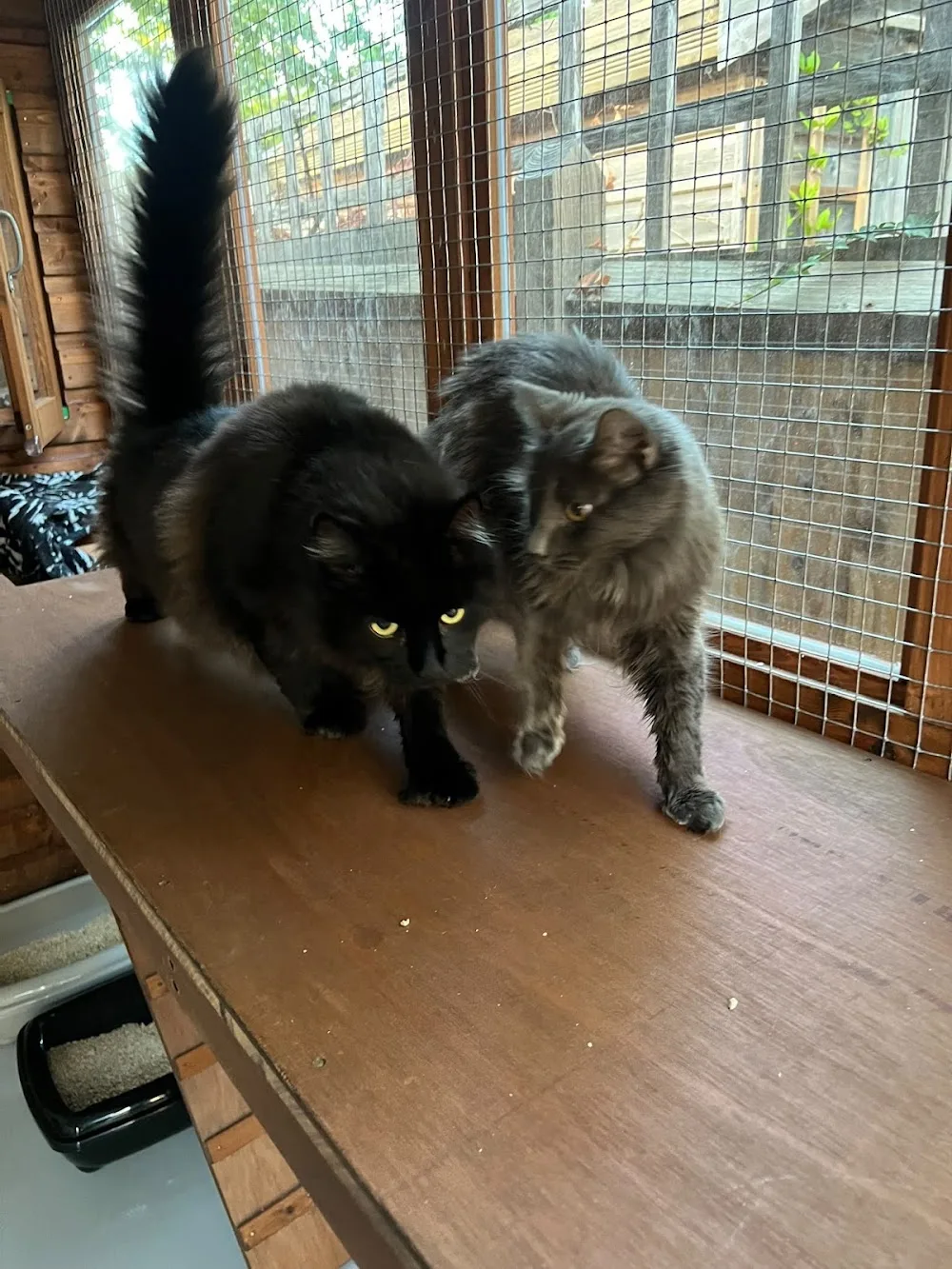 Pat's Cats Cattery - Hampshire pet otel