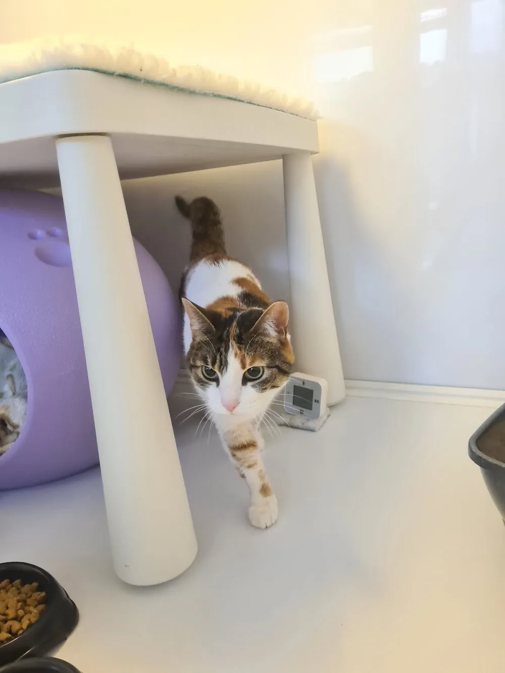 Snuggle Inn Luxury Cat Hotel - Hampshire pet otel görseli 3