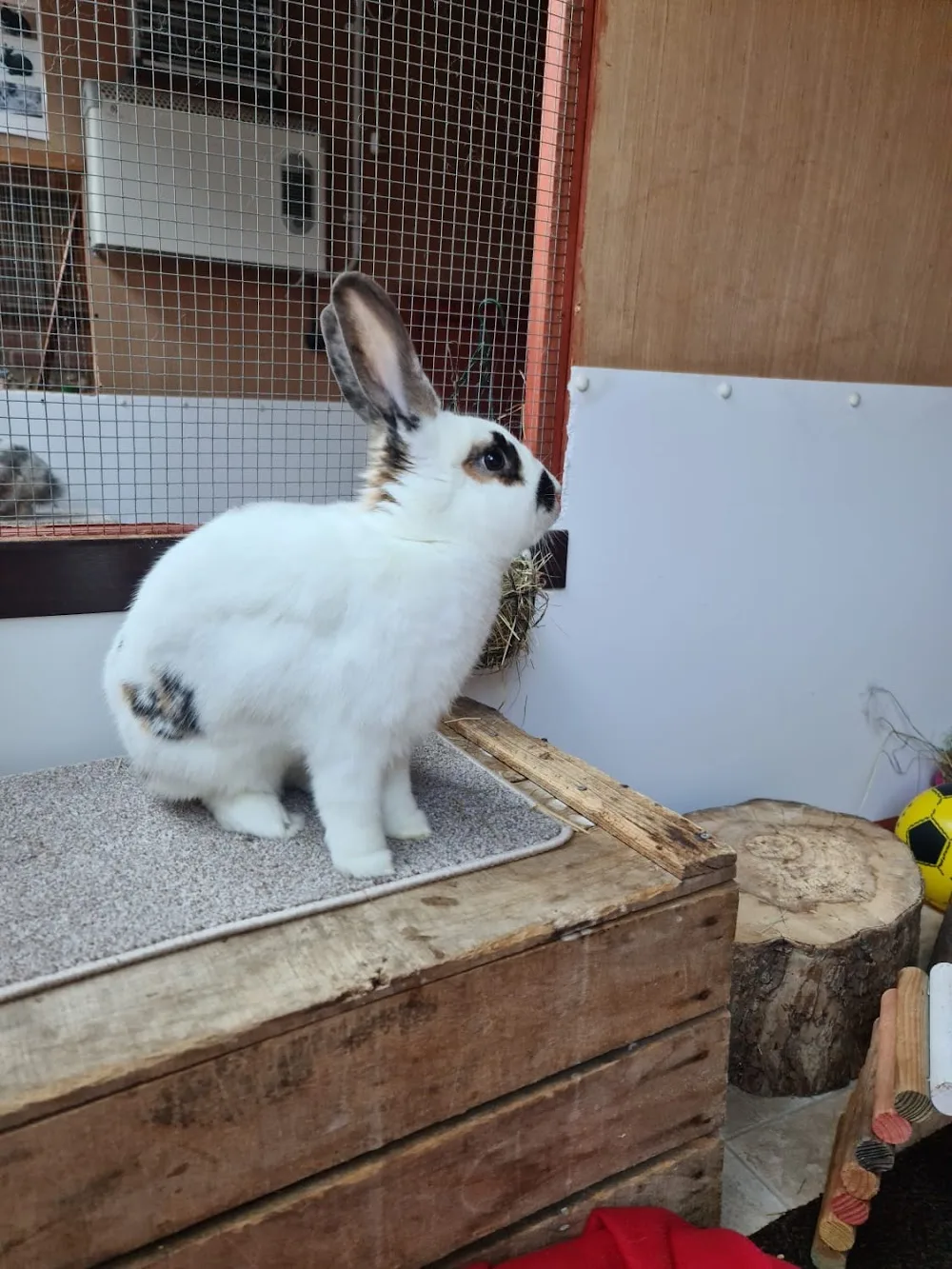 Spindlehay Lodge Rabbit Boarding - Hampshire pet otel