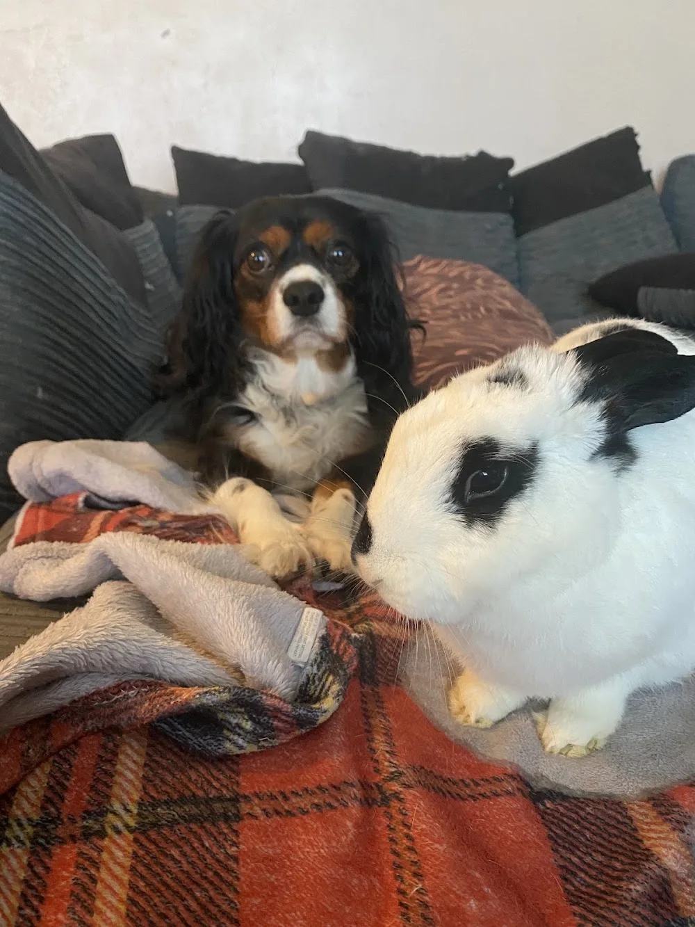 Spindlehay Lodge Rabbit Boarding - Hampshire pet otel görseli 3