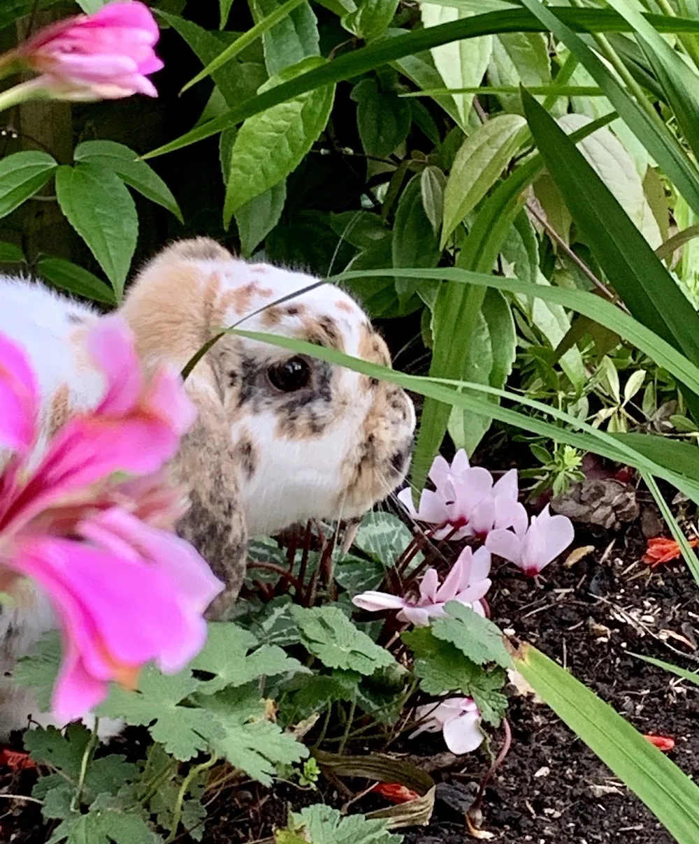 Swifts Pet Boarding - Hampshire pet otel