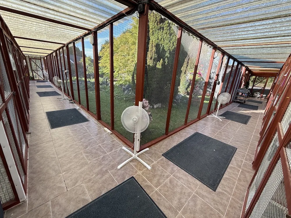 Three Meadows Cattery - Hampshire pet otel