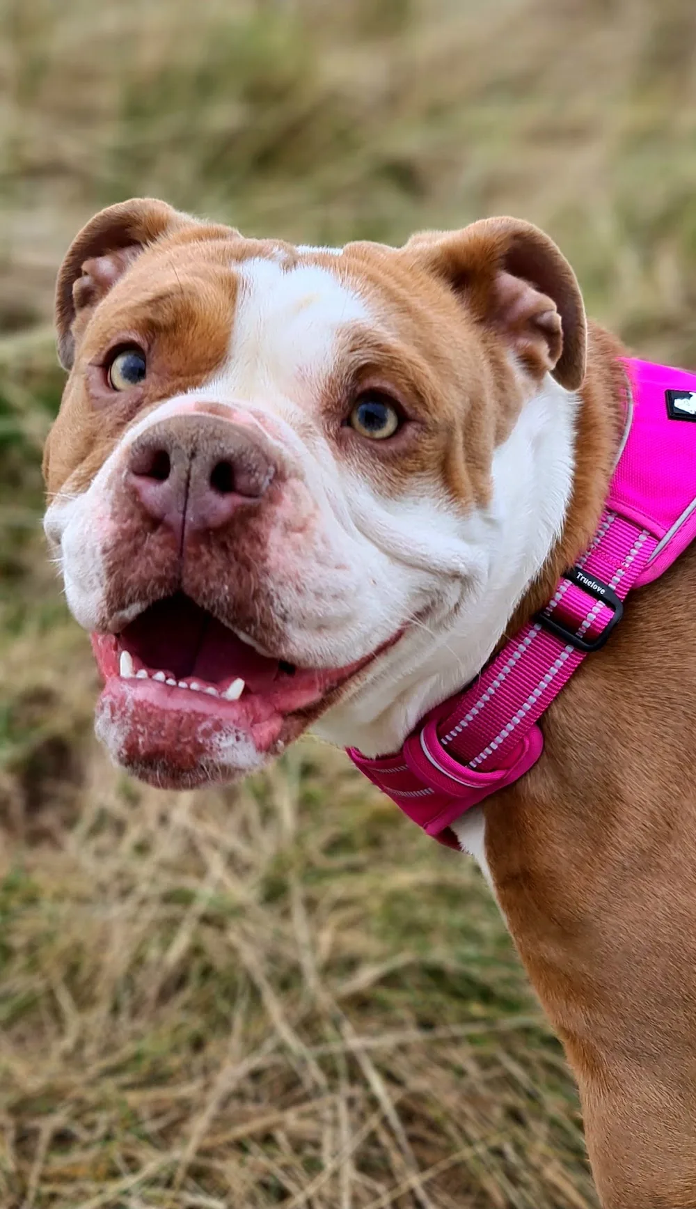 Three Oaks Boarding Kennels & Cattery - Hampshire pet otel
