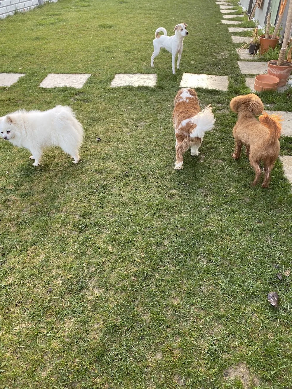 Han Köpek Oteli - Çanakkale pet otel görseli 3