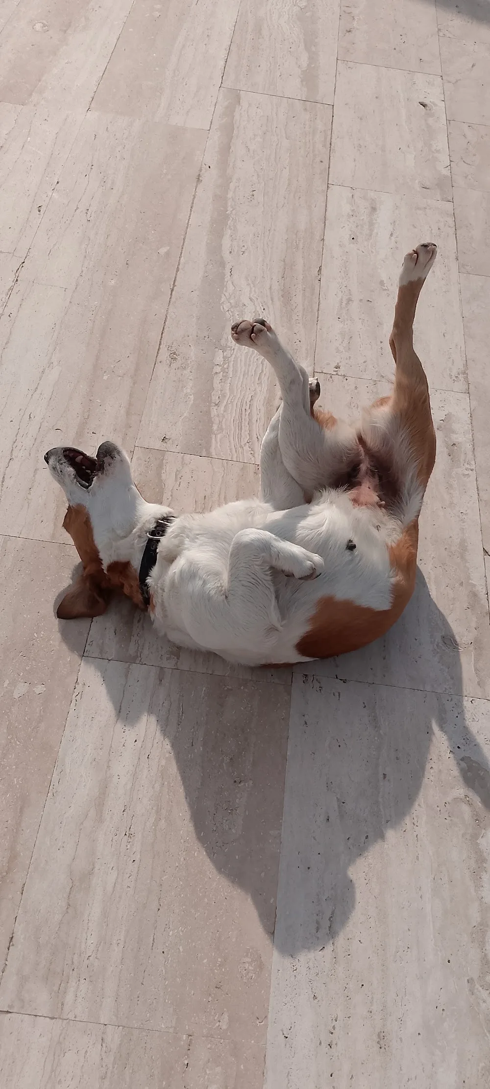 Happy our friends köpek oteli bodrum milas - Bodrum pet otel görseli 2
