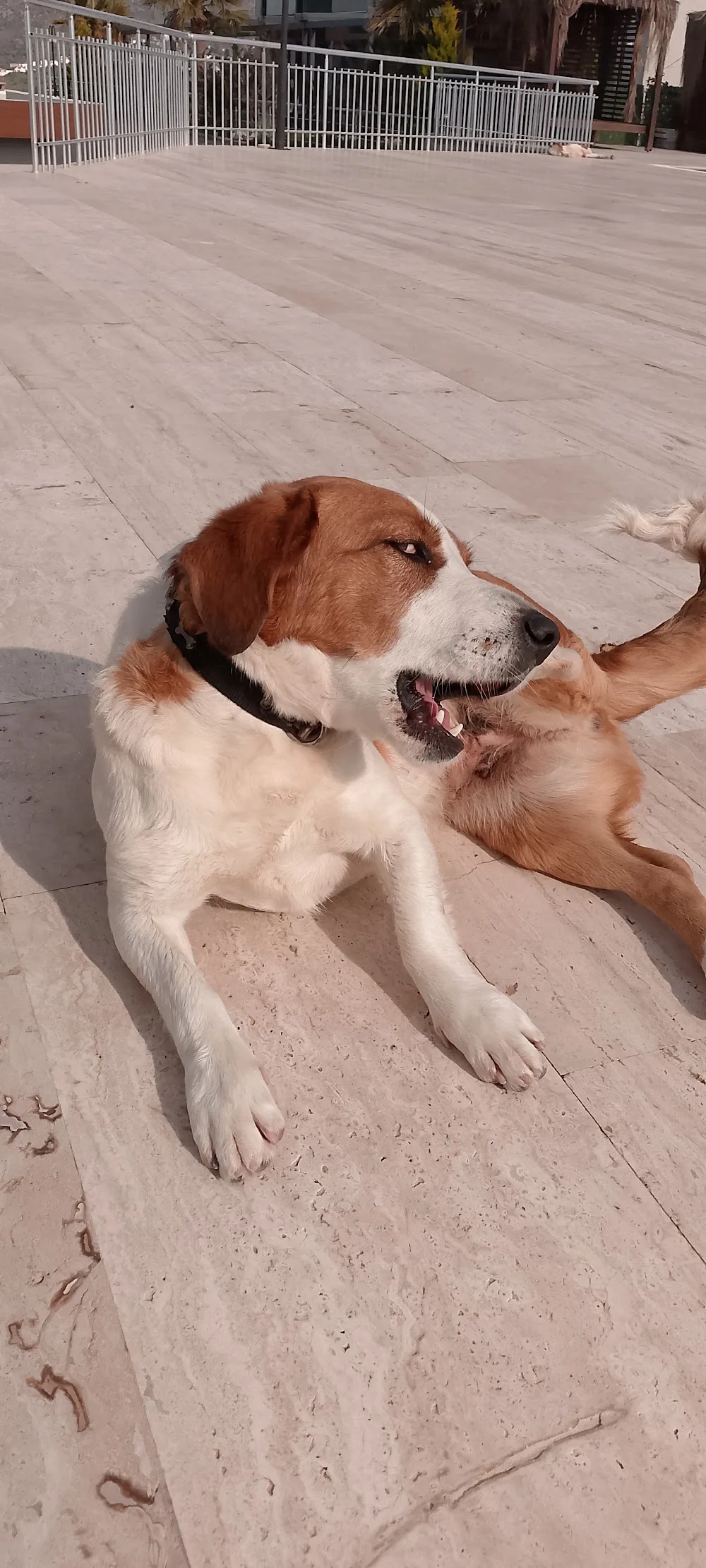 Happy our friends köpek oteli bodrum milas - Bodrum pet otel görseli 3