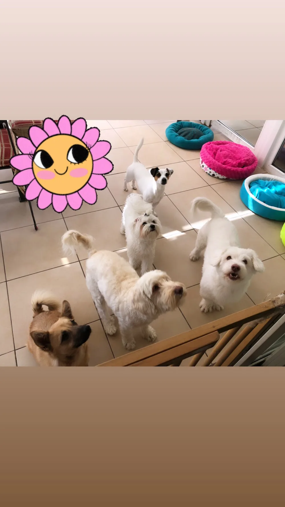 Happypets Ankara Otel ve Kreş - Ankara pet otel görseli 6