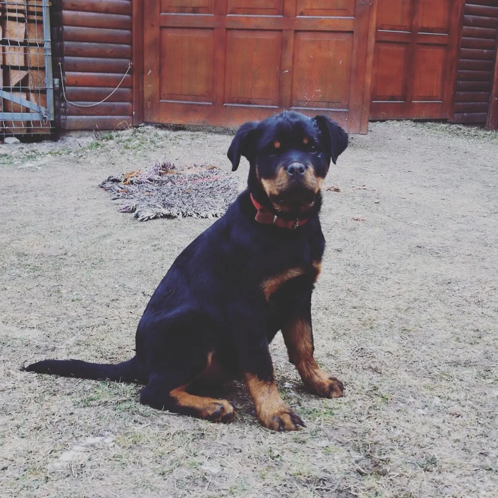BlackdiamondsBartalis Kennel - Harghita pet otel