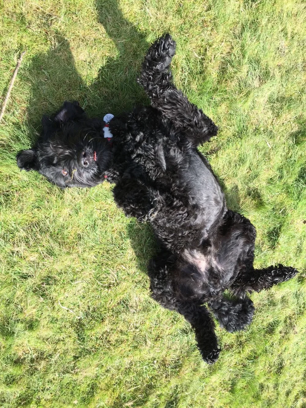 Jack’s Pad Walking, Daycare, Boarding Crouch End London N8 - Haringey pet otel
