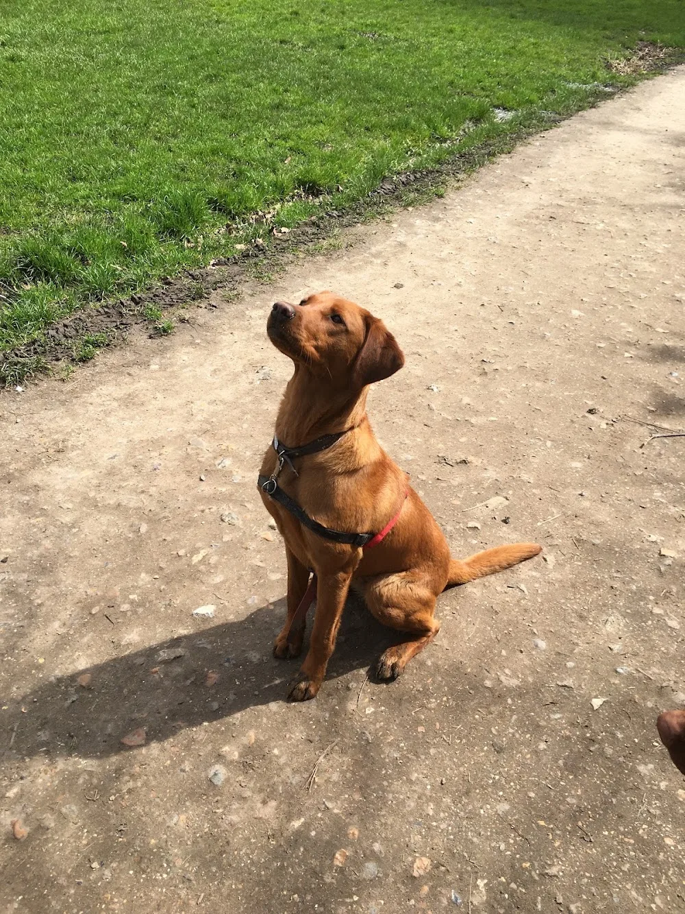 Jack’s Pad Walking, Daycare, Boarding Crouch End London N8 - Haringey pet otel görseli 3