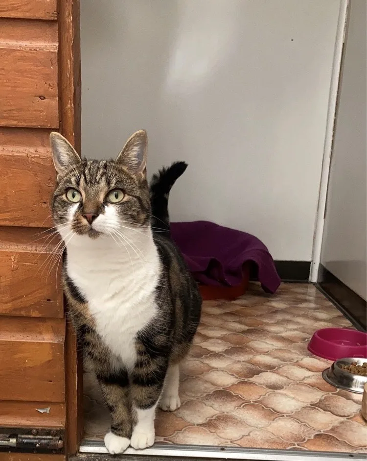 Cosy Cattery - Harrogate pet otel