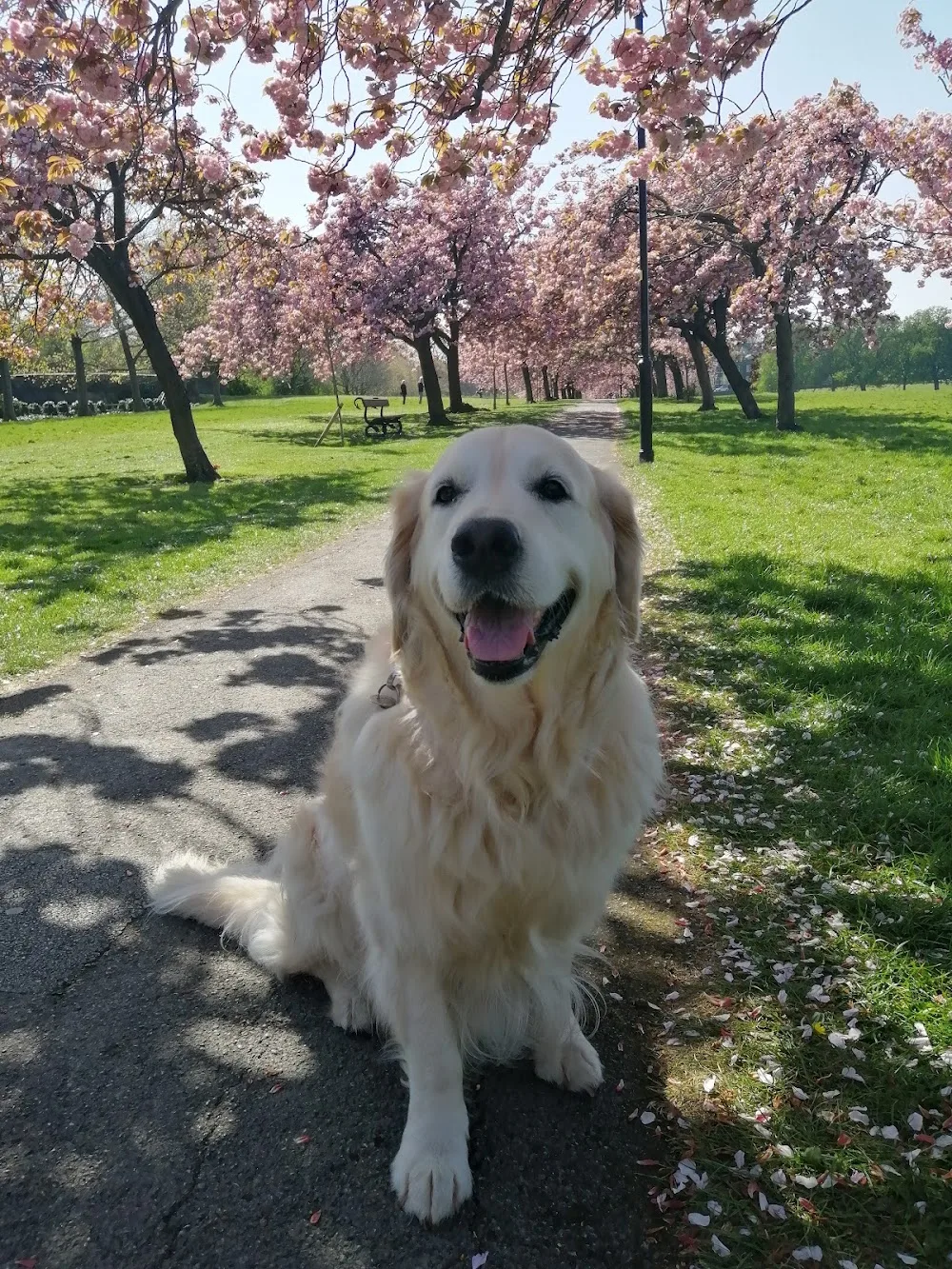 Harlow Kennels & Cattery - Harrogate pet otel