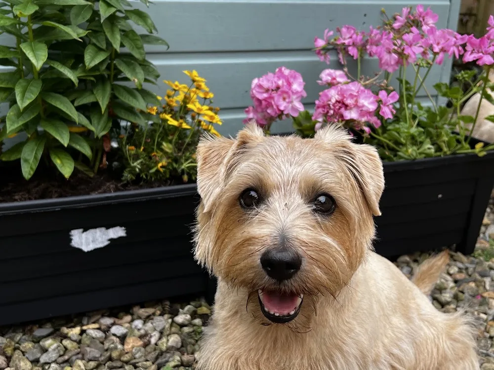 North Rigton Country Kennels & Cattery - Harrogate pet otel