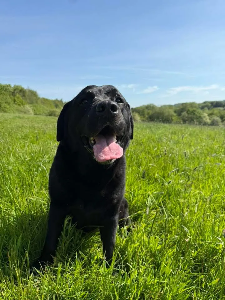 North Rigton Country Kennels & Cattery - Harrogate pet otel görseli 3