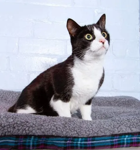 Padside Cattery - Harrogate pet otel görseli 4