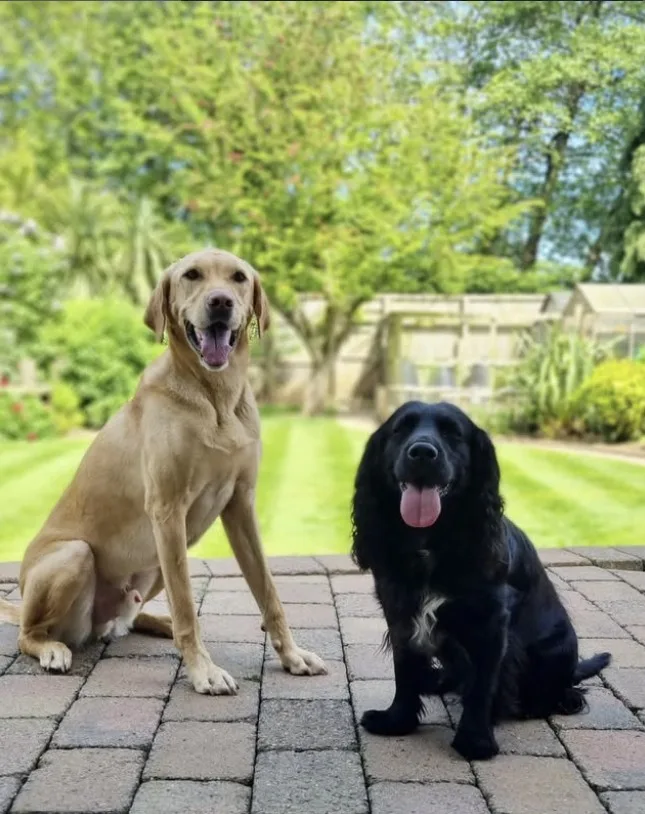 Woodside Woofs - Harrogate pet otel