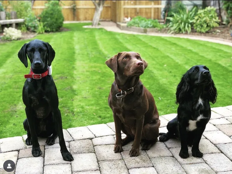 Woodside Woofs - Harrogate pet otel görseli 3