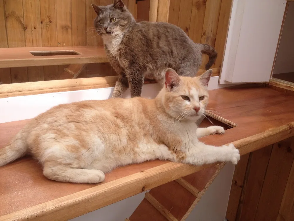 A Cat's Tale Cattery - Hartlepool pet otel görseli 3