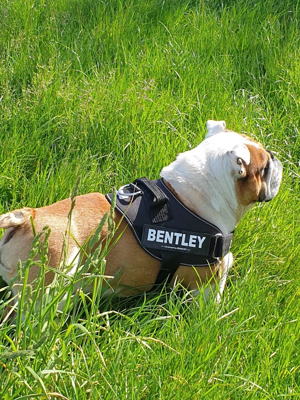 Bartle Bridge Kennels & Cattery - Hartlepool pet otel görseli 3