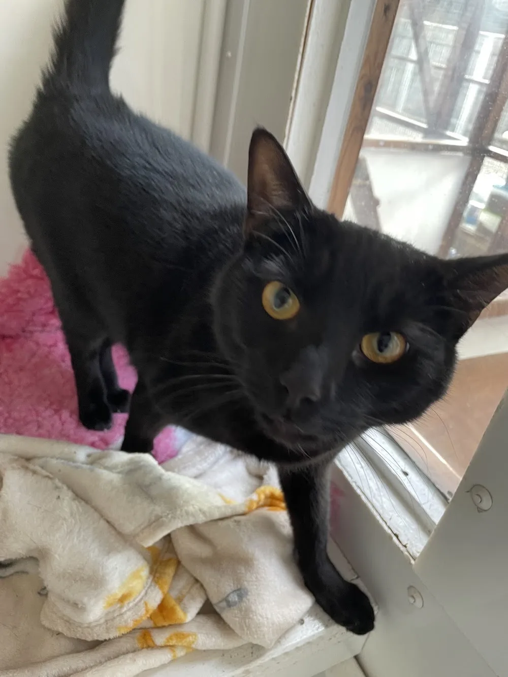 Maltby Grange Cattery - Hartlepool pet otel