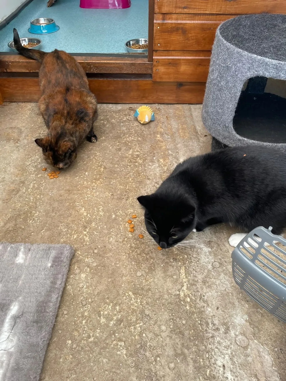 Maltby Grange Cattery - Hartlepool pet otel görseli 3