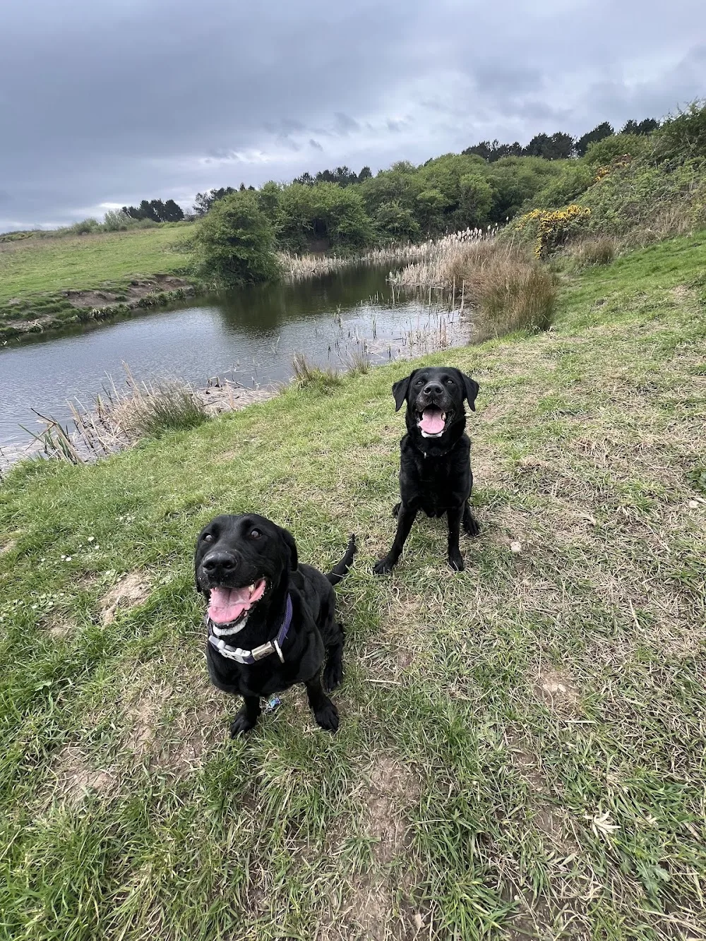 Paws Outdoors- Dog Walking & Home Boarding - Hartlepool pet otel