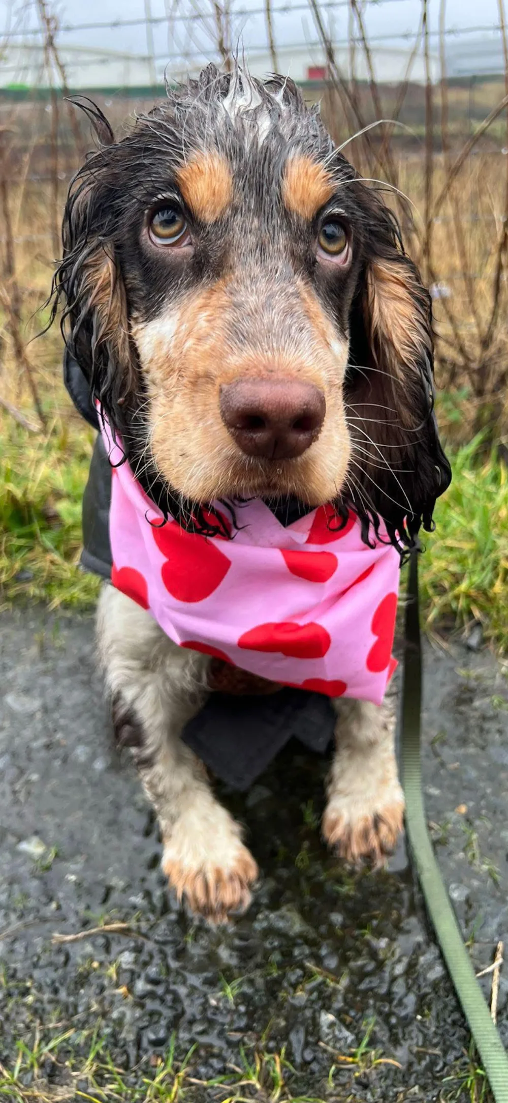 Paws Outdoors- Dog Walking & Home Boarding - Hartlepool pet otel görseli 3
